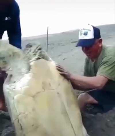 Turtle buried alive 🐢 ⚰️