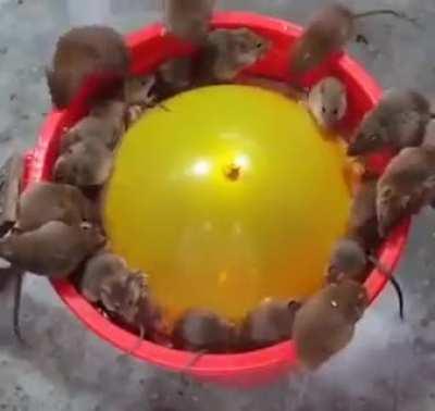 Catch many mouses with one shot