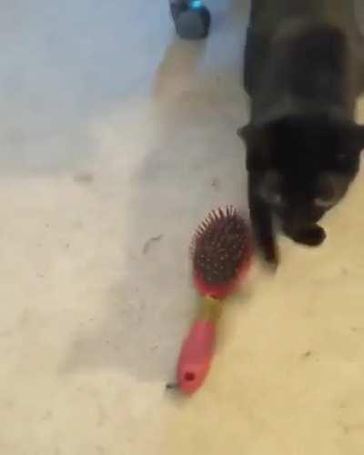 Smash or Pass on this stupid fucking cat