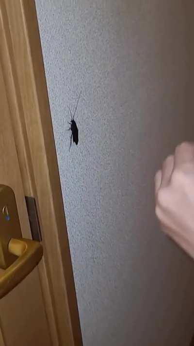 Throw the whole house away