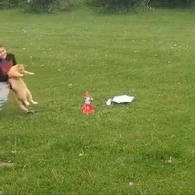 HErO bOy sAvEs kItty frOm cErtAIn dEAth!