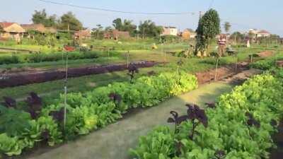 Tra Que Vegetable Village, Hoi An, Vietnam (organic) - this is kinda what the solarpunk future looks like