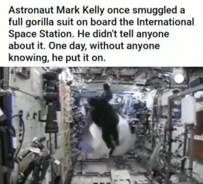 Gorilla on ISS