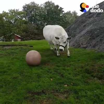 This cow makes the cutest little grunts when he’s playing fetch with Mom 💚