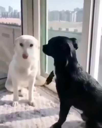 cinemadosmemes - Video #7043