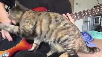 “Stop making those horrible sounds and pet me already!”