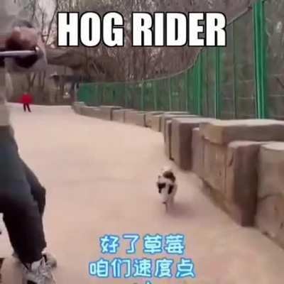 Hog Rider