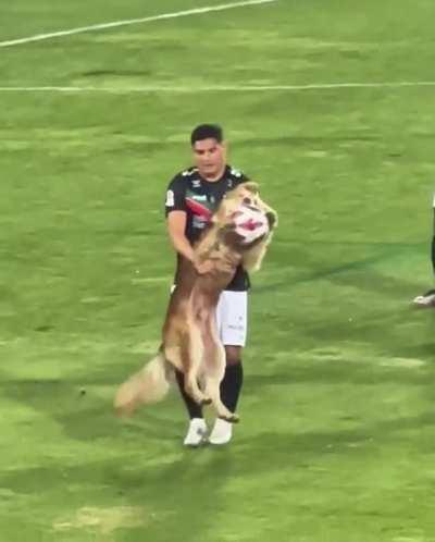 Give the good boy his ball back.