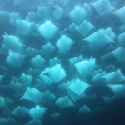 Manta ray migration