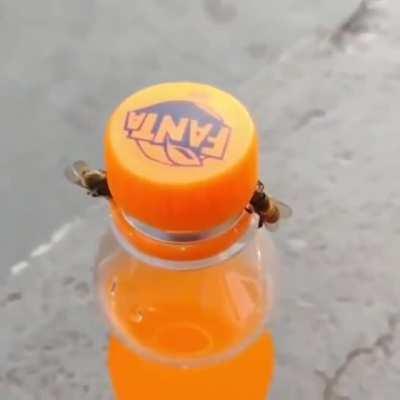 Abelhas inteligentes se unem pra abrir uma garrafa de refrigerante