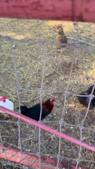 Anyone know how to cut into this style of barn for a auto chicken door??