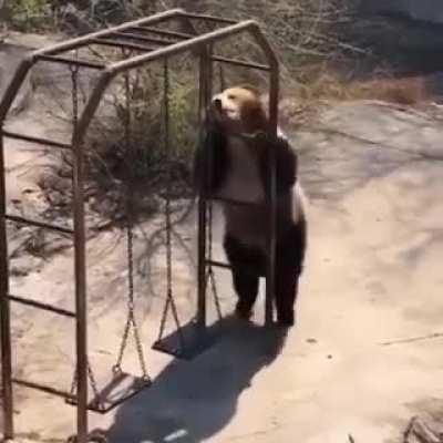 Панда отрывается и бесится от души