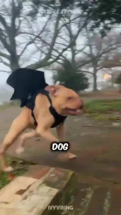 A post for all wunks of life