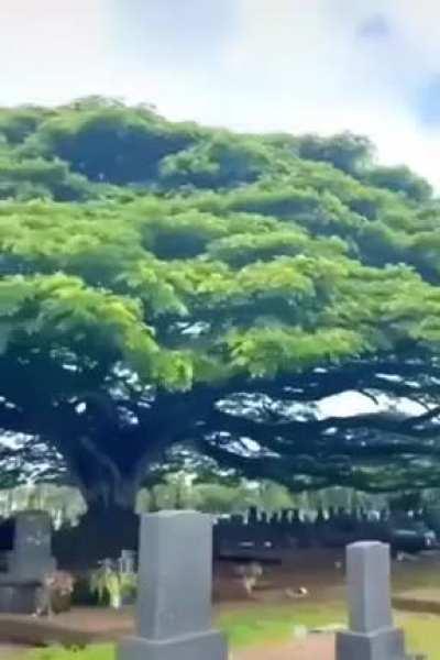 absolute unit of a tree over a cemetery