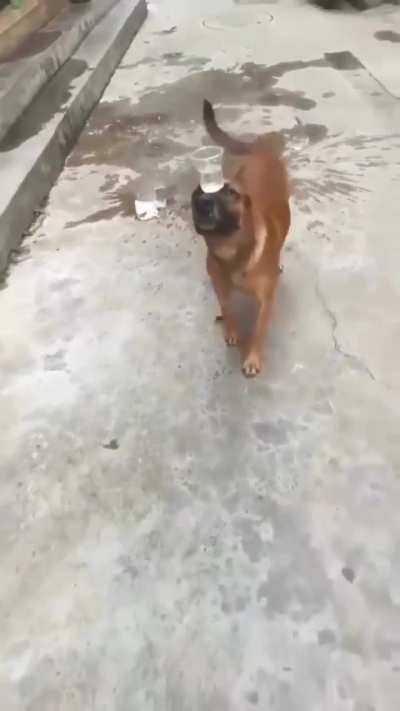 Fuck quotes in dog pofromets