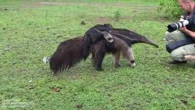 Baby giant anteater riding piggyback