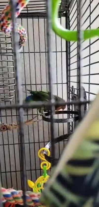 Wet chickem Wednesday