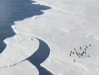 Jump Michael! Jump!!