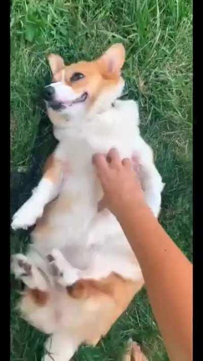 corgi will dance for belly rubs.