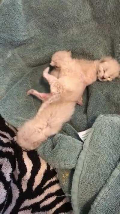 Ok, here’s the video. Two weeks on and three are thriving. This is a follow-up to the abandoned kitties from a few weeks ago:  