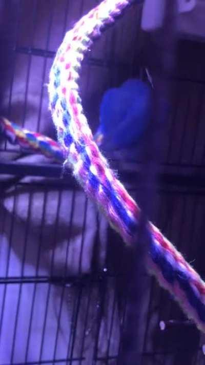 Shay likes to get frisky with her perch.