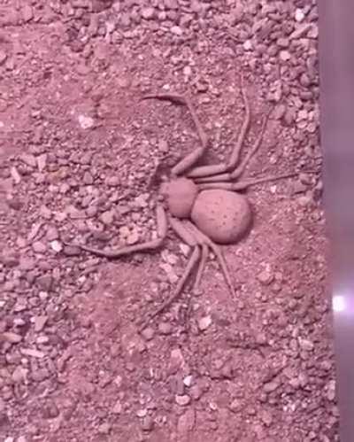 The Sicarius. Or as it’s more commonly known, the sand spider