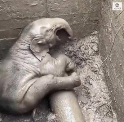 Elephant and calf saved in dramatic rescue from manhole in Thailand