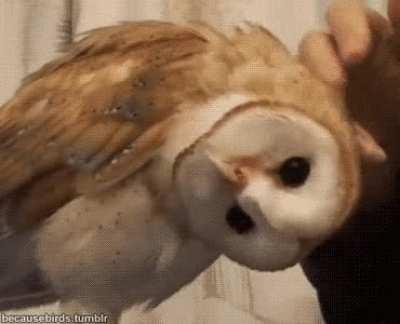 Owl adjusts in order to receive up to 89% more scritches