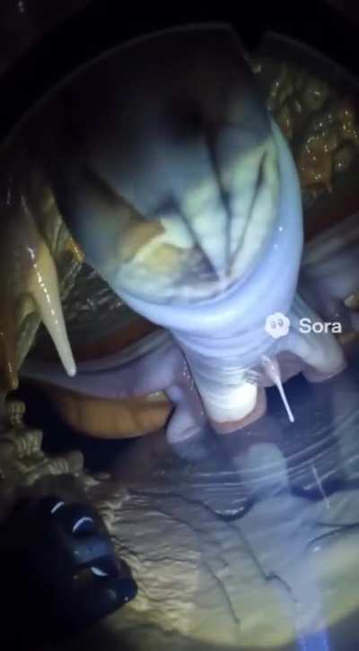 That’s not a rock bro