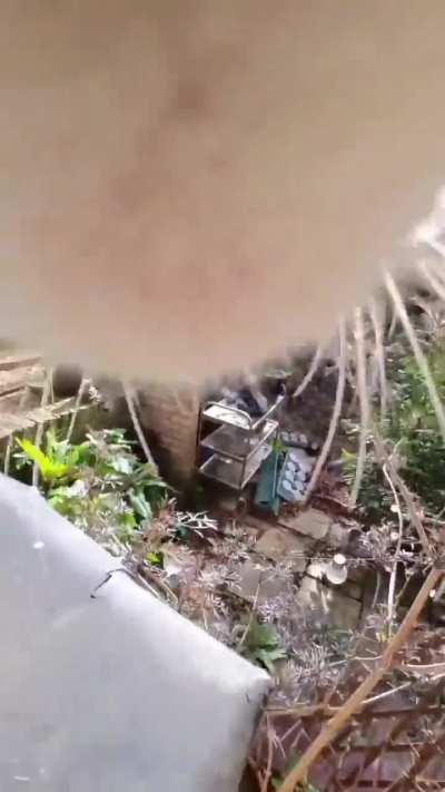 A cat's agility through its pov