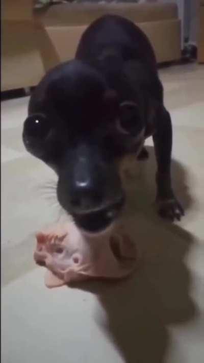 What a cute dog bro😀