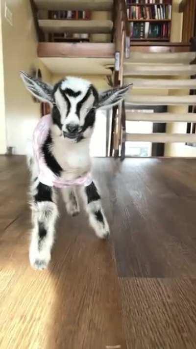 Here's to a new beginning for baby Amanda! 🥰 At only two weeks old this little one has a bright future ahead of her at Rancho Relaxo Farm Sanctuary.