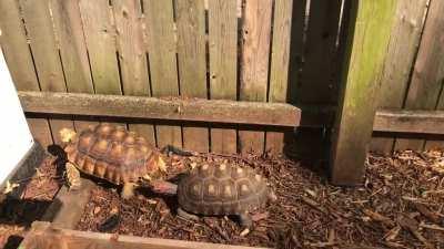 Truffle and Abigail playing follow the leader.
