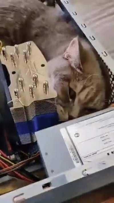 Пушистый ремонтер