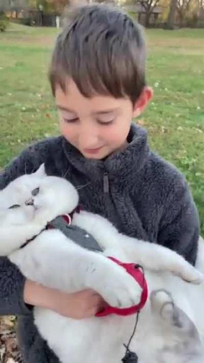 Kitten Meoz _cre: lorettabritishcat