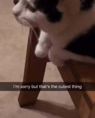 cat caught in action!