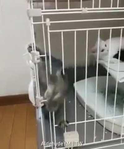 Foolish humans, your feeble cage can't keep me contained