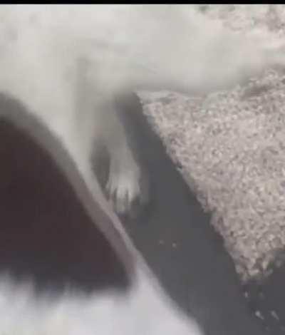 Man reunited with his lost dog after 3 years