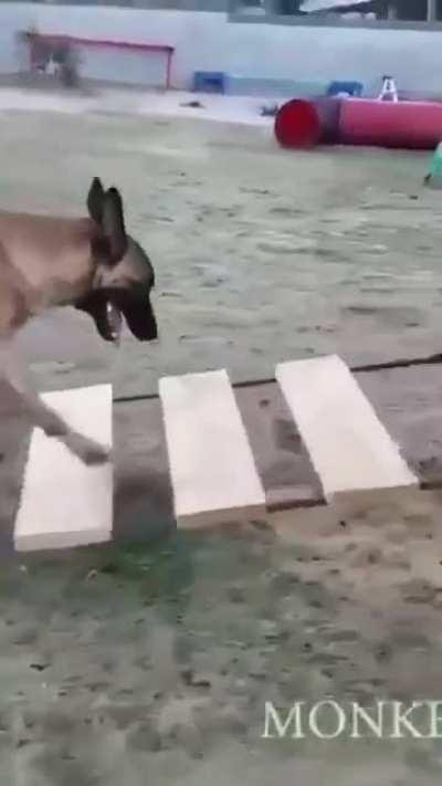 Impressive, indeed!! Bravo, Doggo!! 👏🙌👍