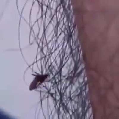 According to research, being hairy is a good thing! Having lots of body hair makes it harder for biting insects such as mosquitoes to get a good chomp of you. It also increases the chance of you noticing the bugs before they do any damage. 🦟🦟