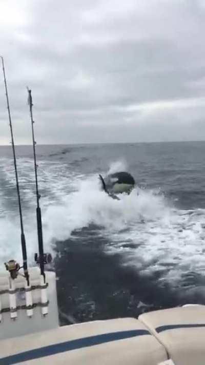 Смокинг дельфинов