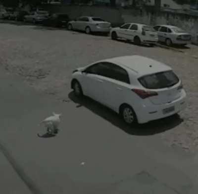 the disabled dog was saved and is having a great life now.