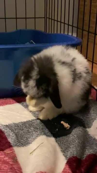 Meet Momo. Here’s a cute vid of him cleaning his ears 🥺