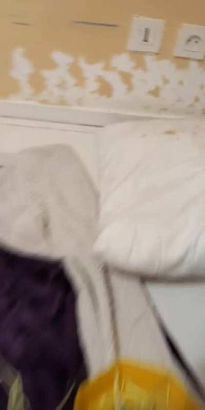 He doesn't like to walk on the floor...