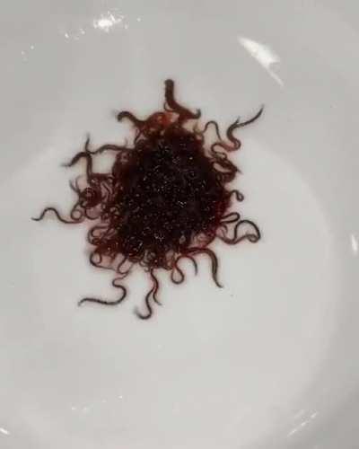 Black Worms As Food For Baby Axolotls