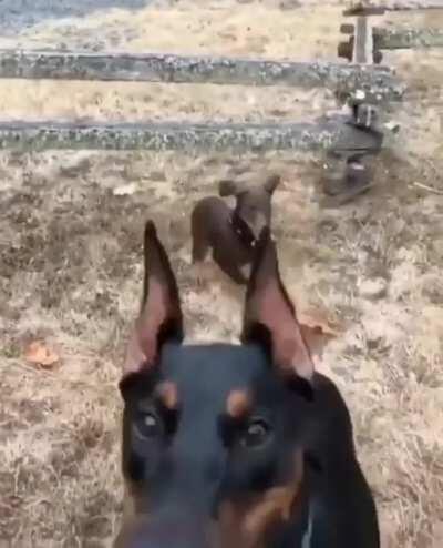 Little one just trying to be a part of the team