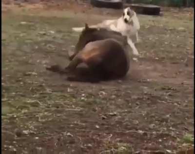 Interactive communication between horses and dogs!