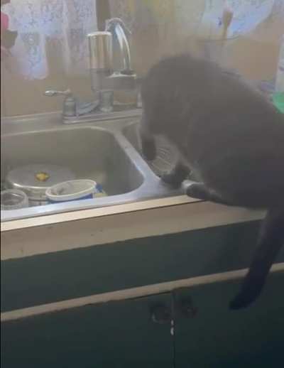 I was going to be away for a few days, wanted to keep my cats hydrated. Aaand apparently Fangorn can now play the steel drum... I'm begging y'all to add this to ANY song!