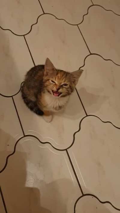 Jazz protesting dinner portion sizes!