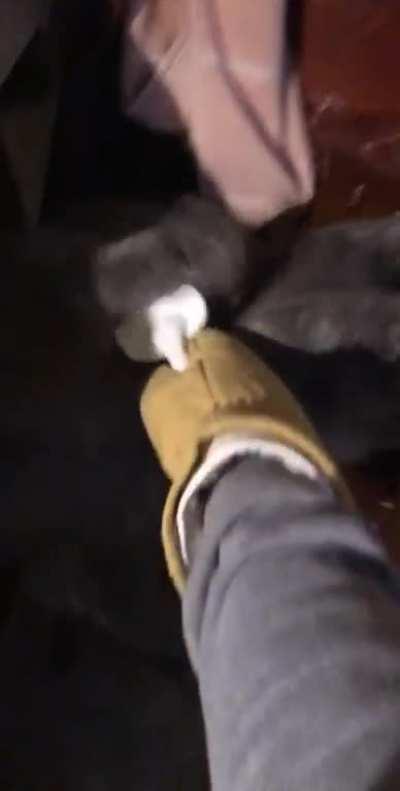 Perfectly Cut Brushing